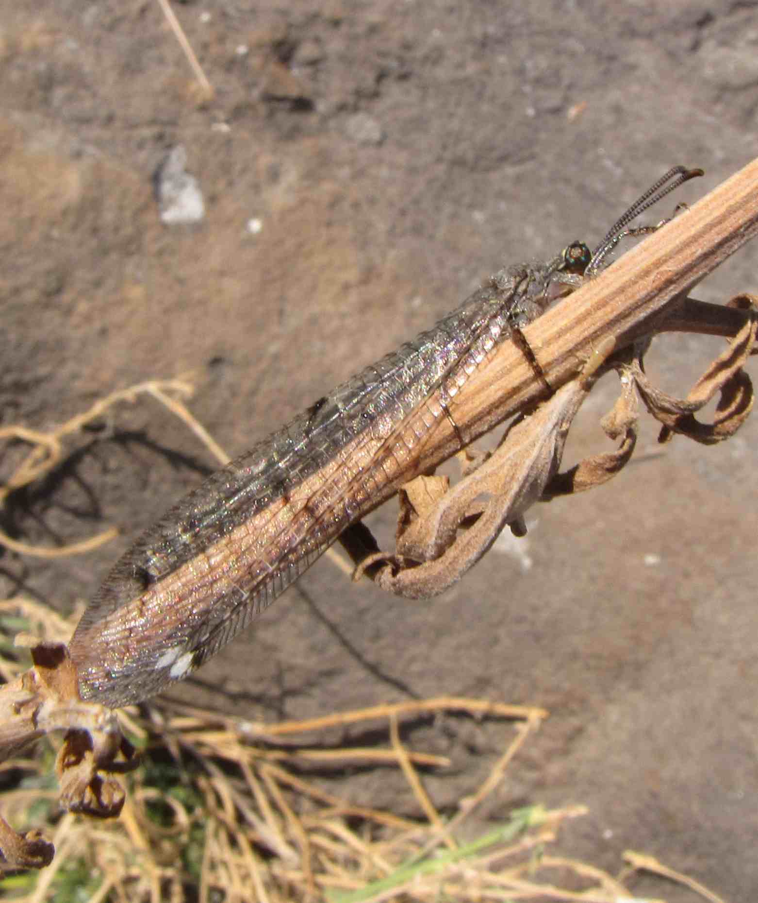 Distoleon tetragrammicus Isole Eolie